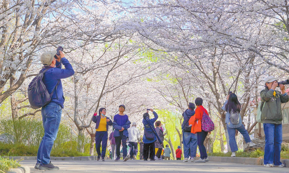 Tourists enjoy cherry blossoms at Yuyuantan Park in Beijing, capital of China, on March 24, 2025. Since February, search volume for