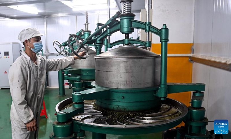 A worker processes tea leaves at a tea company in Sanjiang Dong Autonomous County, south China's Guangxi Zhuang Autonomous Region, March 22, 2025. Photo: Xinhua
