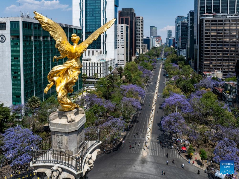 An aerial drone photo taken on March 23, 2025 shows blooming jacaranda trees along Reforma Avenue in Mexico City, the capital of Mexico. From March to April each year, these purple-blue blossoms adorn the city's streets, parks, and squares, creating a picturesque scene. Photo: Xinhua