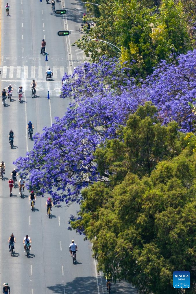 An aerial drone photo taken on March 23, 2025 shows blooming jacaranda trees along Reforma Avenue in Mexico City, the capital of Mexico. From March to April each year, these purple-blue blossoms adorn the city's streets, parks, and squares, creating a picturesque scene.(Photo: Xinhua)