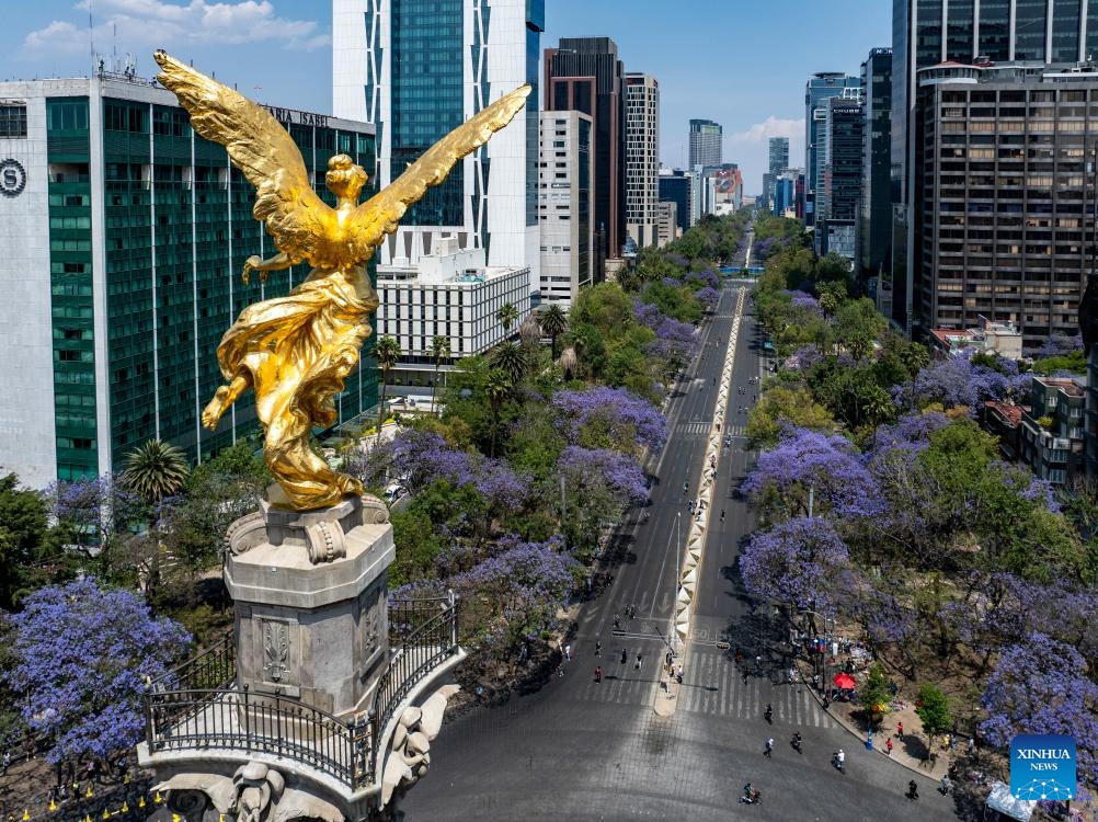 An aerial drone photo taken on March 23, 2025 shows blooming jacaranda trees along Reforma Avenue in Mexico City, the capital of Mexico. From March to April each year, these purple-blue blossoms adorn the city's streets, parks, and squares, creating a picturesque scene.(Photo: Xinhua)