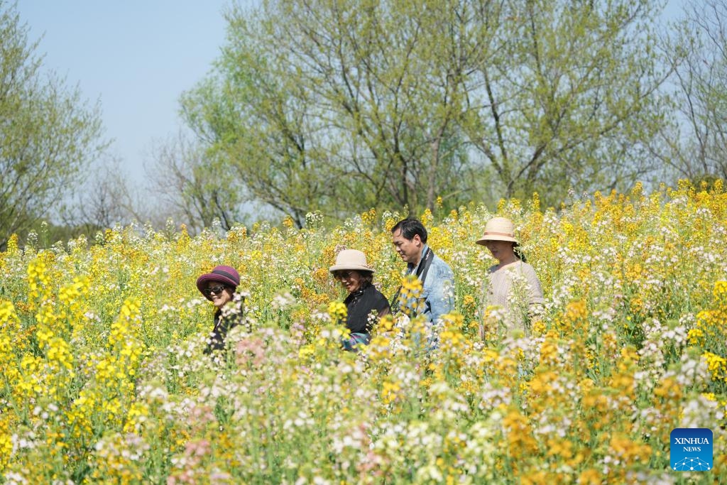 Tourists enjoy leisure time among blooming canola flowers in Xixi Wetland in Hangzhou, east China's Zhejiang Province, March 24, 2024. (Photo: Xinhua)