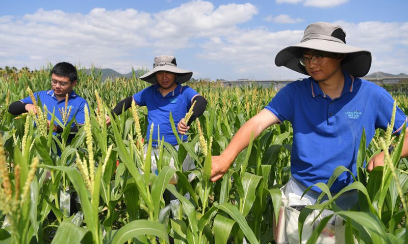 Agricultural researchers work at Yazhou Bay in Sanya, south China's Hainan Province, Feb. 10, 2025. (Photo: Xinhua)