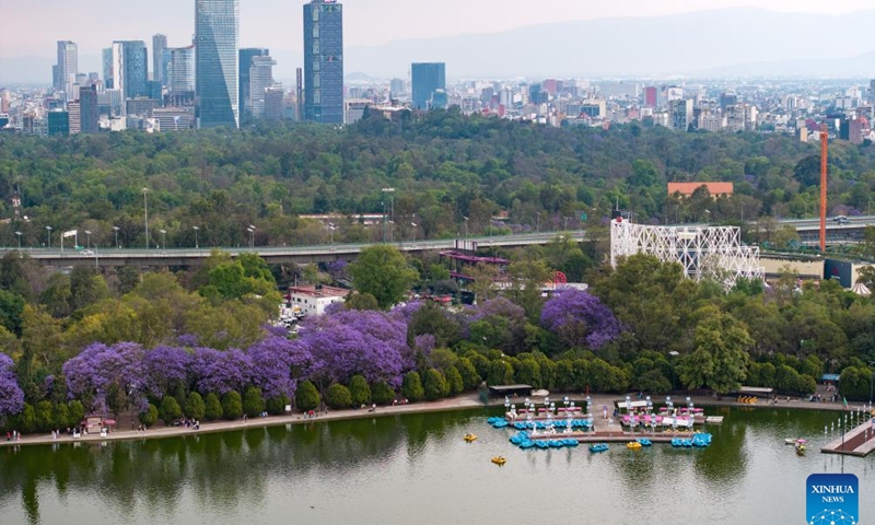 An aerial drone photo taken on March 23, 2025 shows blooming jacaranda trees in Chapultepec Park in Mexico City, the capital of Mexico. From March to April each year, these purple-blue blossoms adorn the city's streets, parks, and squares, creating a picturesque scene. (Photo: Xinhua)