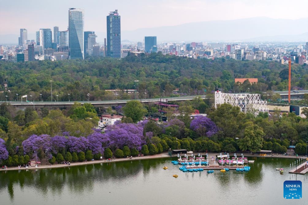 An aerial drone photo taken on March 23, 2025 shows blooming jacaranda trees in Chapultepec Park in Mexico City, the capital of Mexico. From March to April each year, these purple-blue blossoms adorn the city's streets, parks, and squares, creating a picturesque scene. (Photo: Xinhua)