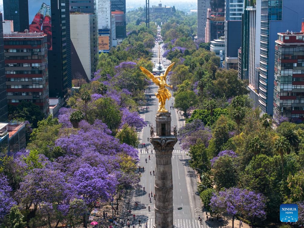 An aerial drone photo taken on March 23, 2025 shows blooming jacaranda trees along Reforma Avenue in Mexico City, the capital of Mexico. From March to April each year, these purple-blue blossoms adorn the city's streets, parks, and squares, creating a picturesque scene.(Photo: Xinhua)