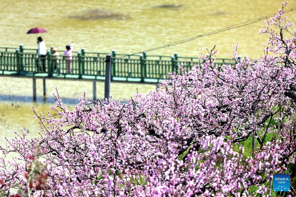 Tourists enjoy flowers at Jimian Village in Fengdu Township, Gutian County, east China's Fujian Province, March 23, 2025. After the Spring Equinox, the fourth solar term in the Chinese lunar calendar which falls on March 20 this year, temperatures are rising and flowers are in full bloom across the country, attracting people going outdoors to enjoy the spring time. (Photo: Xinhua)
