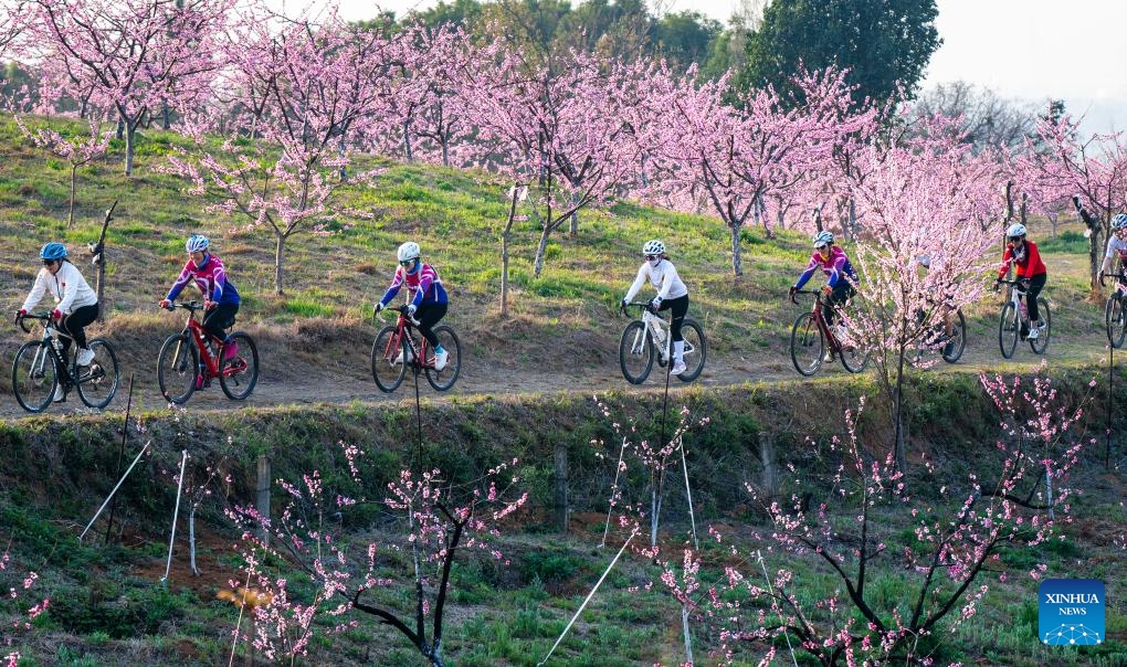 Cyclists ride in a peach garden in Pingpu Township of Wuhu City, east China's Anhui Province, March 23, 2025. After the Spring Equinox, the fourth solar term in the Chinese lunar calendar which falls on March 20 this year, temperatures are rising and flowers are in full bloom across the country, attracting people going outdoors to enjoy the spring time. (Photo: Xinhua)