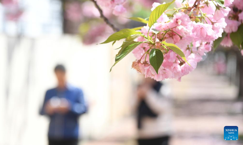This photo shows cherry blossoms in Beijing, capital of China, April 19, 2025. (Xinhua/Ren Chao)