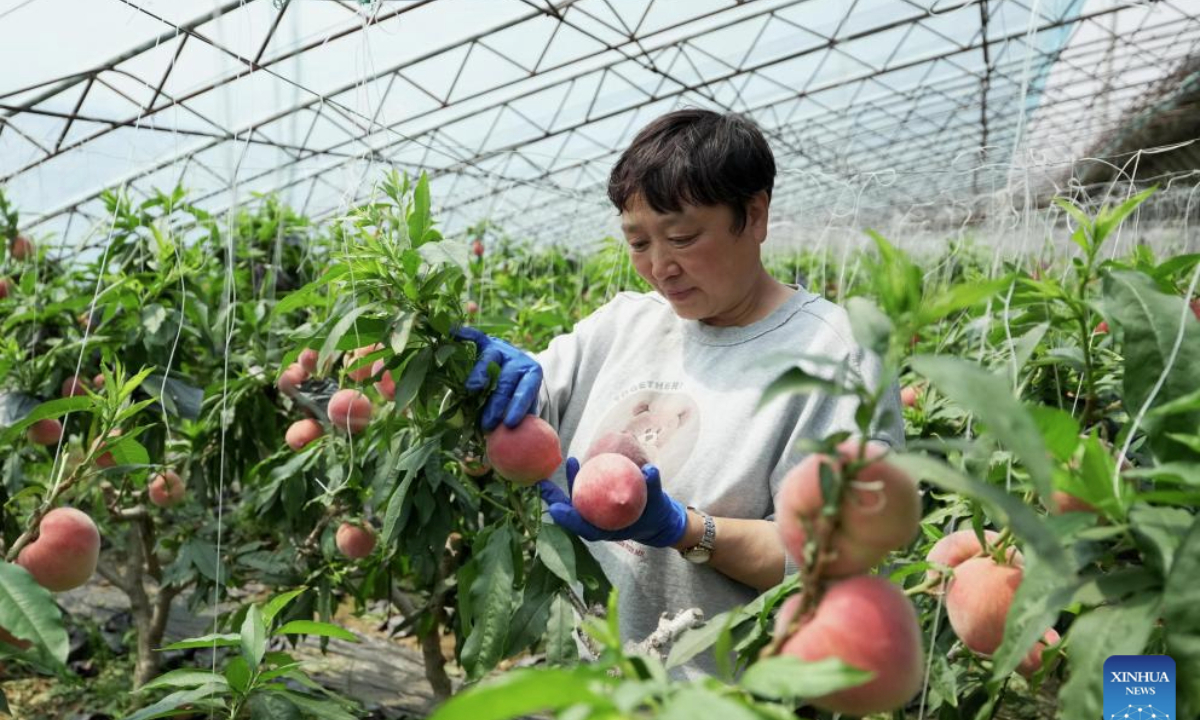 A farmer picks peaches at a greenhouse in Changli County, north China's Hebei Province, April 26, 2025. In order to increase local farmers' income and promote rural revitalization, efforts have been made in Changli in recent years to support local farmers developing fruit planting in greenhouses. (Xinhua/Yang Shiyao)