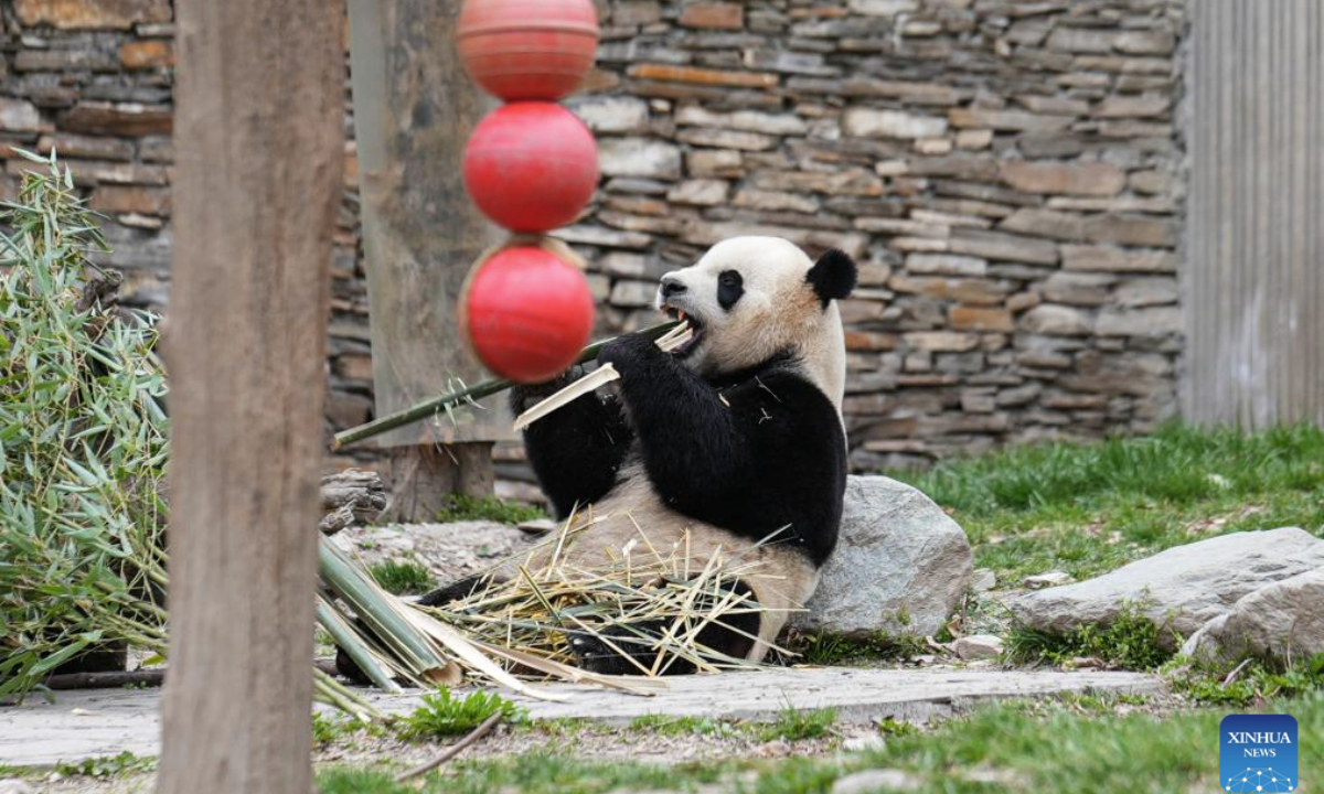 Giant panda Xiao Qi Ji eats bamboos at the Shenshuping giant panda base of Wolong National Nature Reserve in southwest China's Sichuan Province, March 28, 2025. Giant pandas living at the base bathe in the sunshine and enjoy their leisurely life in the springtime. (Xinhua/Xin Mengchen)