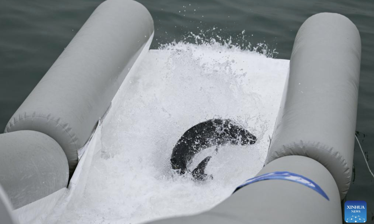 A Chinese sturgeon slides into the Yangtze River through a release channel in Yichang City, central China's Hubei Province, April 12, 2025. More than 20,000 second-generation Chinese sturgeons were released into the Yangtze River during a release activity here on Saturday. (Xinhua/Du Zixuan)