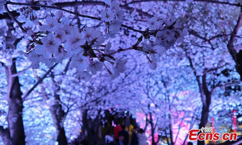 Breathtaking night scenery of cherry blossoms at the Yuantouzhu (Turtle Head Isle) scenic spot in Wuxi, east China's Jiangsu Province, March 25, 2025. (Photo: China News Service)