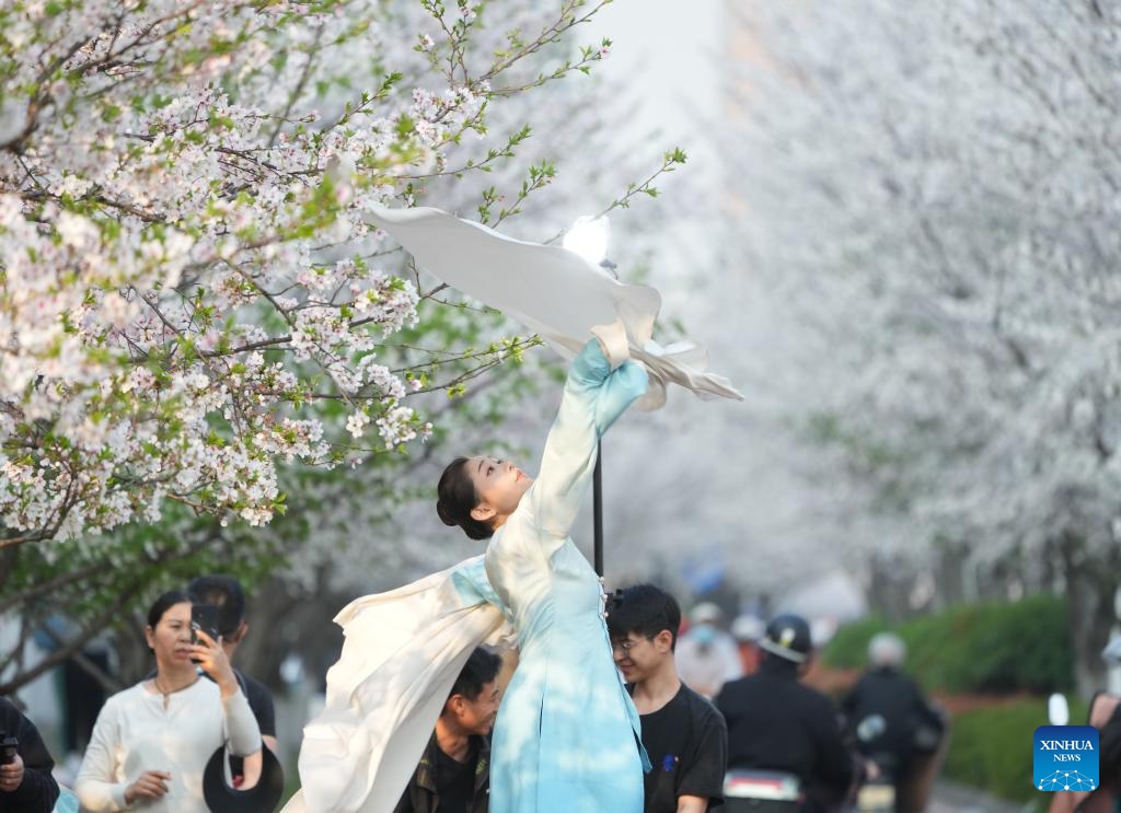 A woman in traditional costume poses for a video shot among blooming cherry blossoms in Hangzhou, east China's Zhejiang Province, March 26, 2025. More than 3,000 cherry trees are in full bloom currently along Wentao Road in Binjiang District of Hangzhou, becoming a new attraction of the city. (Photo: Xinhua)