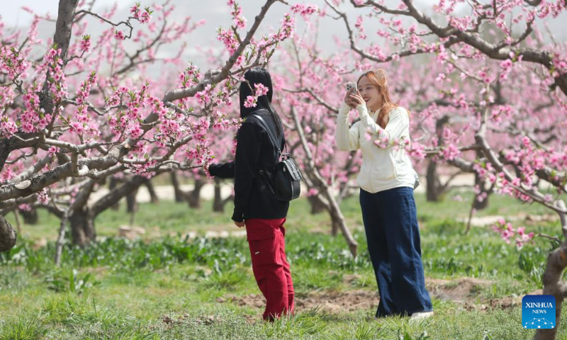 A tourist poses for photos amid peach blossoms in Lanzhou, northwest China's Gansu Province, April 19, 2025. (Xinhua/Lang Bingbing)