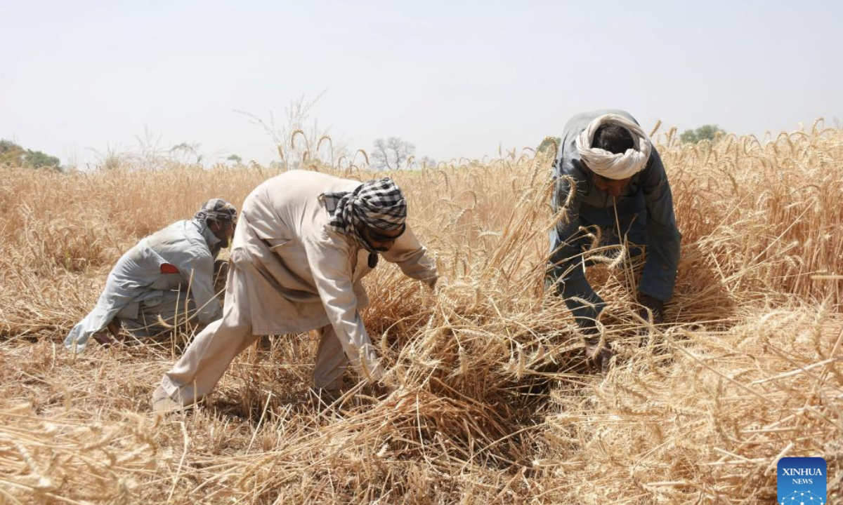 Farmers harvest wheat at a field in Lahore, Pakistan on April 26, 2025. (Photo by Sajjad/Xinhua)