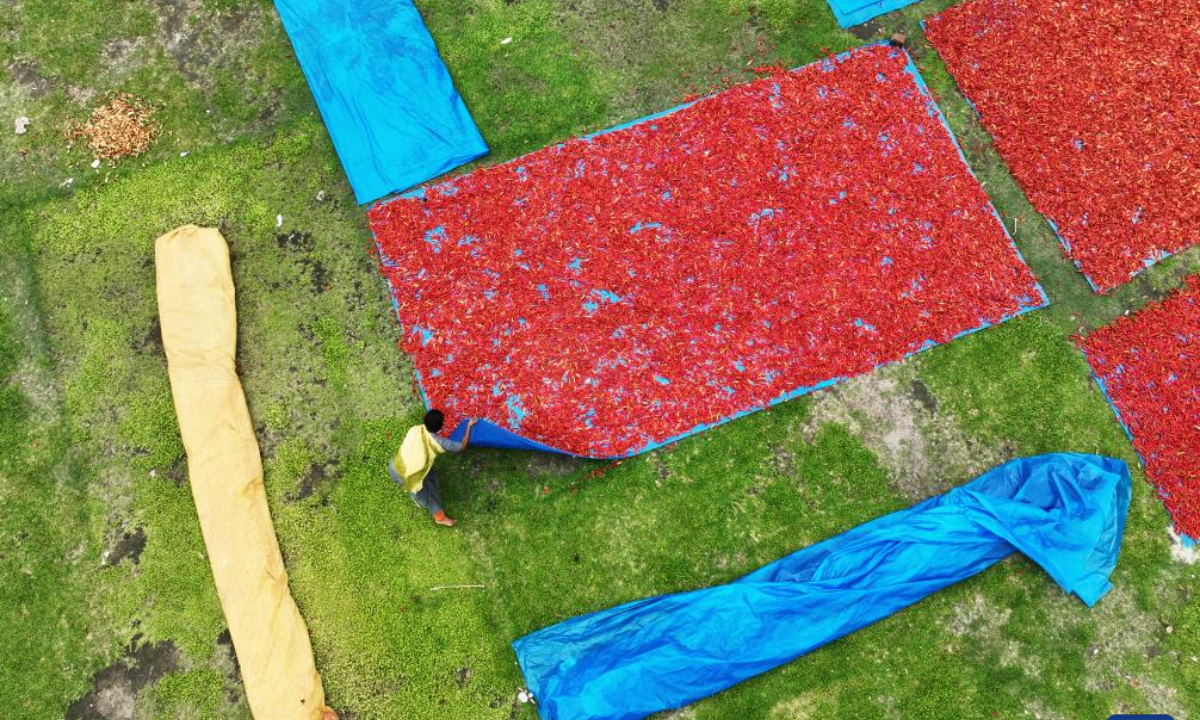 A drone photo taken on April 28, 2025 shows local farmers drying ripe chilies in Panchagarh, Bangladesh. Located in the far north of Bangladesh, Panchagarh district's favorable cool climate and fertile soil make it suitable for chili cultivation. Lately, farmers have been busy harvesting mature chilies and laying them out on large plastic sheets to dry in the open air. Photo:Xinhua
