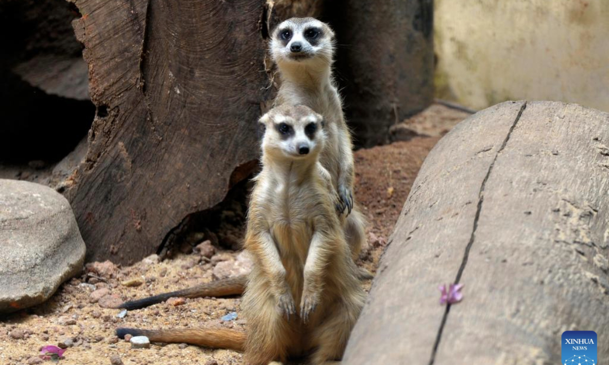 Two meerkats are pictured at Dehiwala Zoological Gardens in Colombo, Sri Lanka, on March 28, 2025. Six pairs of meerkats brought to Dehiwala Zoo of Sri Lanka from the United Arab Emirates (UAE) have been put on public display at Dehiwala Zoological Gardens in Colombo on Friday. (Photo by Gayan Sameera/Xinhua)