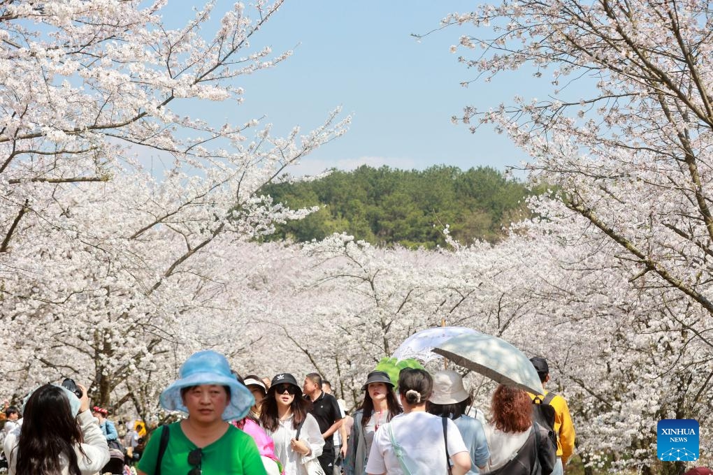 Tourists view cherry blossoms at a cherry garden in Gui'an New Area, southwest China's Guizhou Province, March 25, 2025. Recently, the 10,000 mu of cherry trees in Gui'an New Area have been in full bloom, attracting many tourists to come and enjoy the spring time. Gui'an New Area has integrated flower appreciation economy with characteristic agriculture, study tour and other forms of business by taking advantage of good ecological resources, an effort to promote tourism development in the surrounding areas and help increase villagers' income. (Photo: Xinhua)