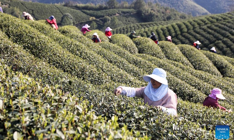Farmers pick tea leaves at a tea garden in Siling Village of Jingshan Town, Hangzhou, east China's Zhejiang Province, March 22, 2025. Harvest season of the spring tea has arrived in Zhejiang, one of the major tea-growing areas in China. Farmers are busy harvesting tea leaves ahead of the Qingming Festival to produce the Mingqian (literally pre-Qingming) tea, which are made of the very first tea sprouts in spring and considered to be of high quality. (Photo: Xinhua)