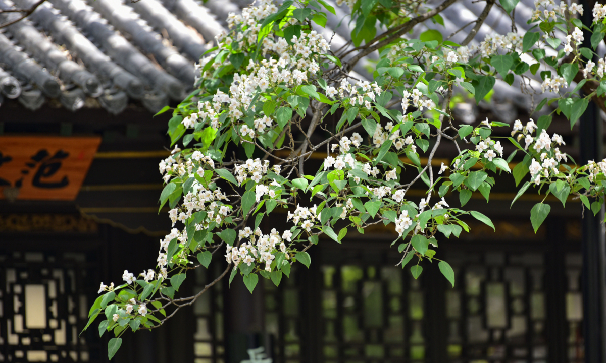 Catalpa trees planted during the Tang Dynasty (618–907) bloom in Qingzhou, East China’s Shandong Province, on April 24. Photo: VCG