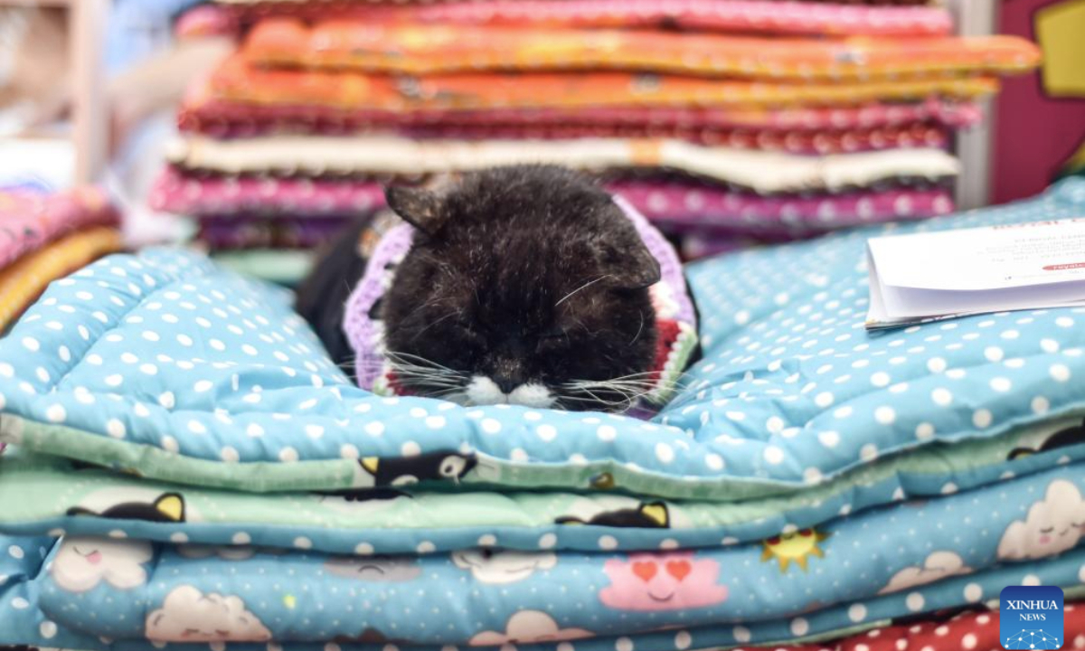 A cat is seen sleeping on a pile of blankets during Pet Fest 2025 in Tangerang, Banten, Indonesia, May 4, 2025. The event is being held here from May 2 to May 4, featuring various activities including pet lover community sessions and pet product displays. (Xinhua/Agung Kuncahya B.)