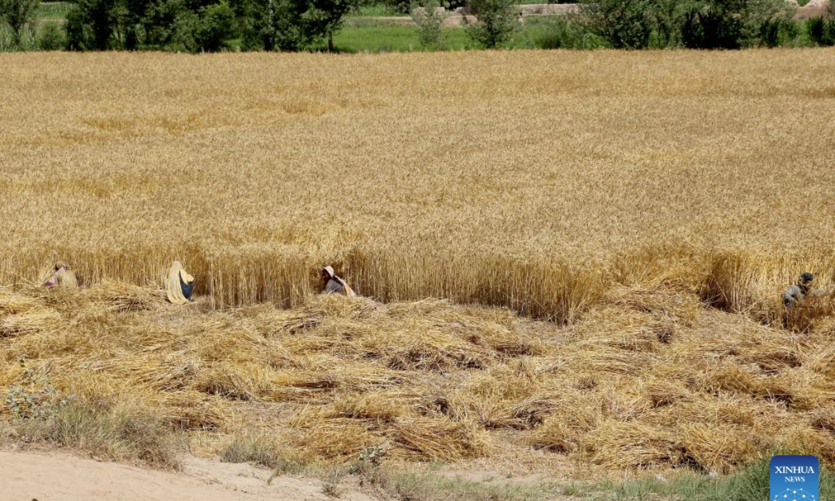 Farmers harvest wheat at a field in Multan, Pakistan on April 20, 2025. (Photo by Mansoor Abbas/Xinhua)