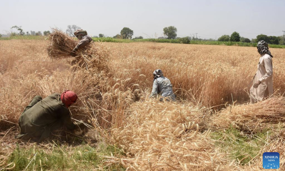 Farmers harvest wheat at a field in Lahore, Pakistan on April 26, 2025. (Photo by Sajjad/Xinhua)
