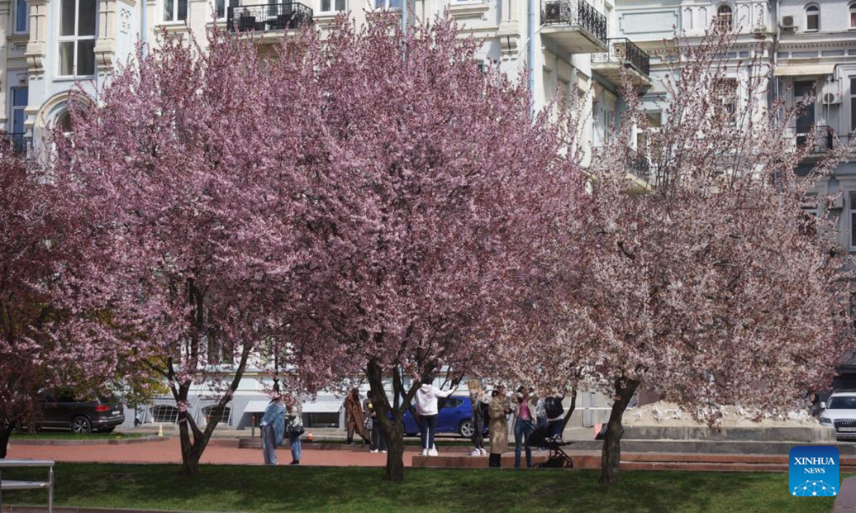 Cherry blossoms are seen in Kiev, Ukraine, April 17, 2025. (Photo：Xinhua)