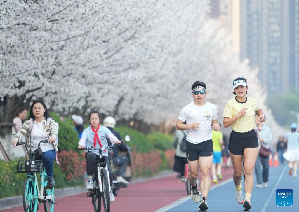 People run and ride past blooming cherry blossoms in Hangzhou, east China's Zhejiang Province, March 26, 2025. More than 3,000 cherry trees are in full bloom currently along Wentao Road in Binjiang District of Hangzhou, becoming a new attraction of the city. (Photo: Xinhua)