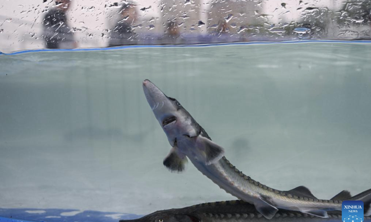 This photo taken on April 12, 2025 shows the Chinese sturgeons that are about to be released into the Yangtze River in Yichang City, central China's Hubei Province. More than 20,000 second-generation Chinese sturgeons were released into the Yangtze River during a release activity here on Saturday. (Xinhua/Du Zixuan)