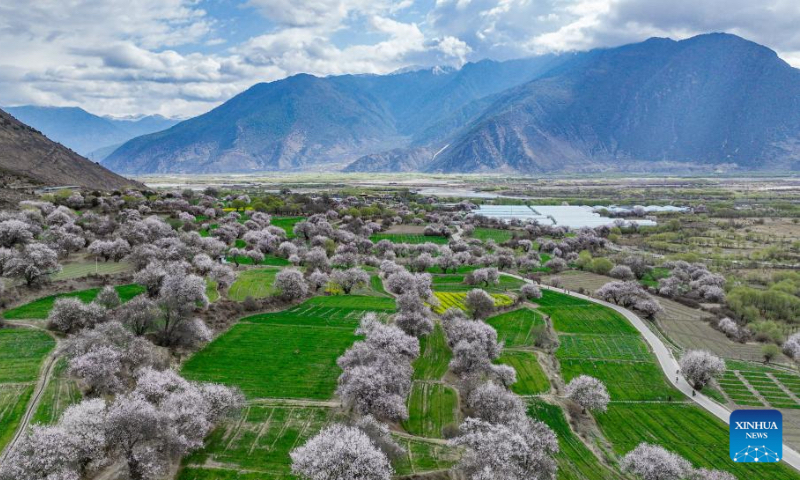 An aerial drone photo taken on April 4, 2025 shows a view of peach blossoms in Nyingchi, southwest China's Xizang Autonomous Region. As the weather warms up, peach blossoms in Nyingchi are in full bloom, attracting numerous tourists. (Xinhua/Tenzin Nyida)
