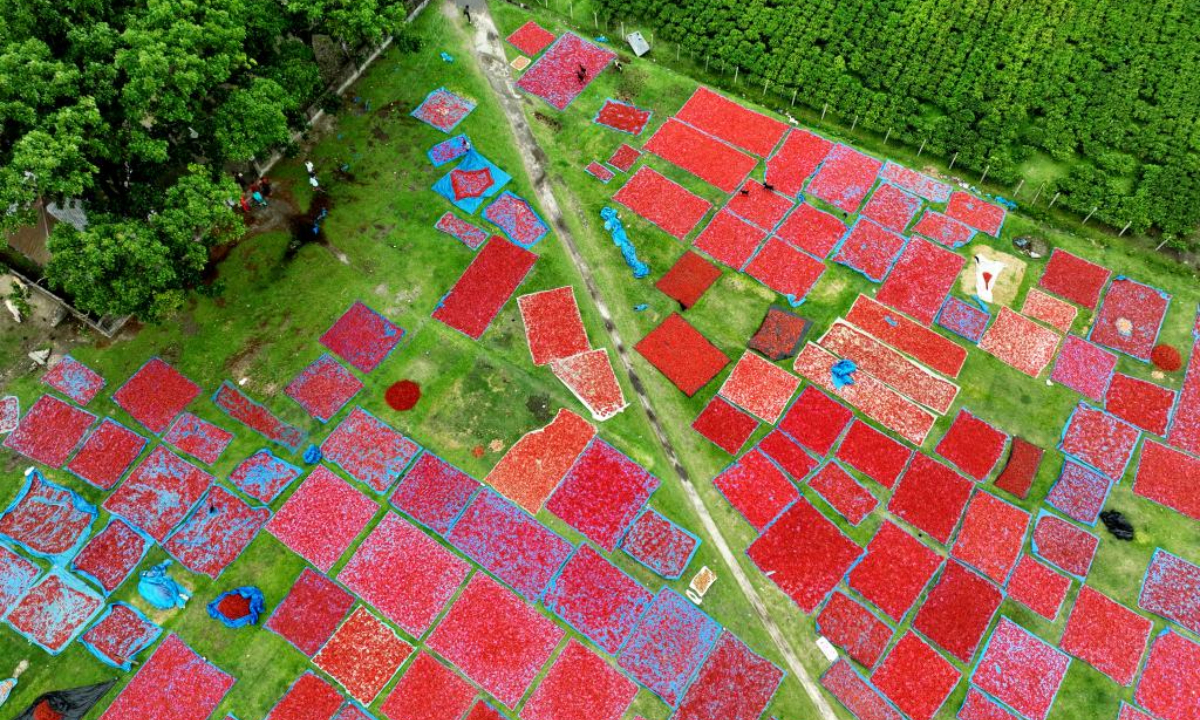 A drone photo taken on April 28, 2025 shows local farmers drying ripe chilies in Panchagarh, Bangladesh. Located in the far north of Bangladesh, Panchagarh district's favorable cool climate and fertile soil make it suitable for chili cultivation. Lately, farmers have been busy harvesting mature chilies and laying them out on large plastic sheets to dry in the open air. Photo:Xinhua