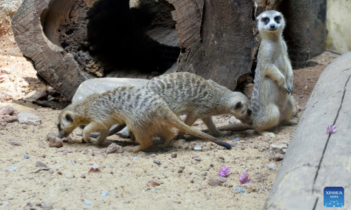 Meerkats are pictured at Dehiwala Zoological Gardens in Colombo, Sri Lanka, on March 28, 2025. Six pairs of meerkats brought to Dehiwala Zoo of Sri Lanka from the United Arab Emirates (UAE) have been put on public display at Dehiwala Zoological Gardens in Colombo on Friday. (Photo by Gayan Sameera/Xinhua)