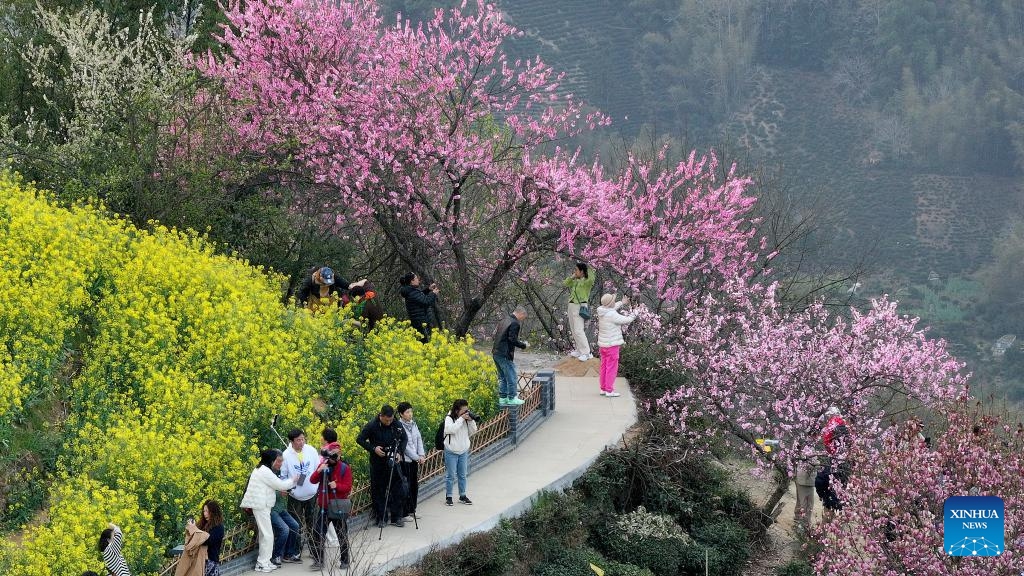 A drone photo taken on March 26, 2025 shows visitors enjoying flowers at Shitan Village in Shexian County, Huangshan City of east China's Anhui Province. (Photo: Xinhua)