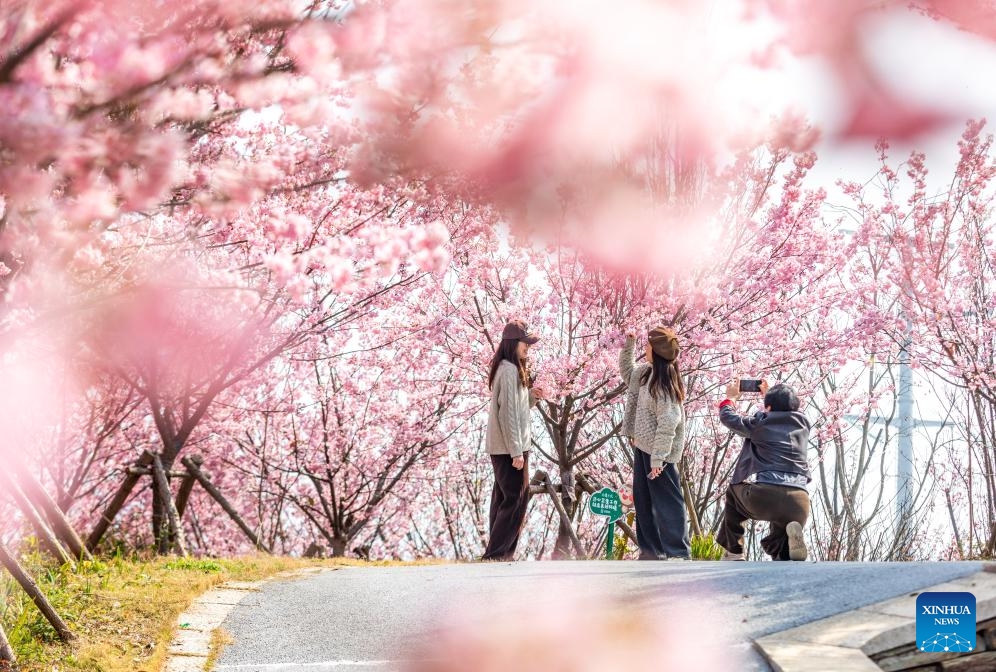 People enjoy spring time at a park in Lucheng District of Wenzhou City, east China's Zhejiang Province, March 1, 2025. In Zhejiang Province, as the temperature rises, people go out of their homes to enjoy the blossoms in the spring time, showing a lifestyle in harmony with nature. (Photo: Xinhua)