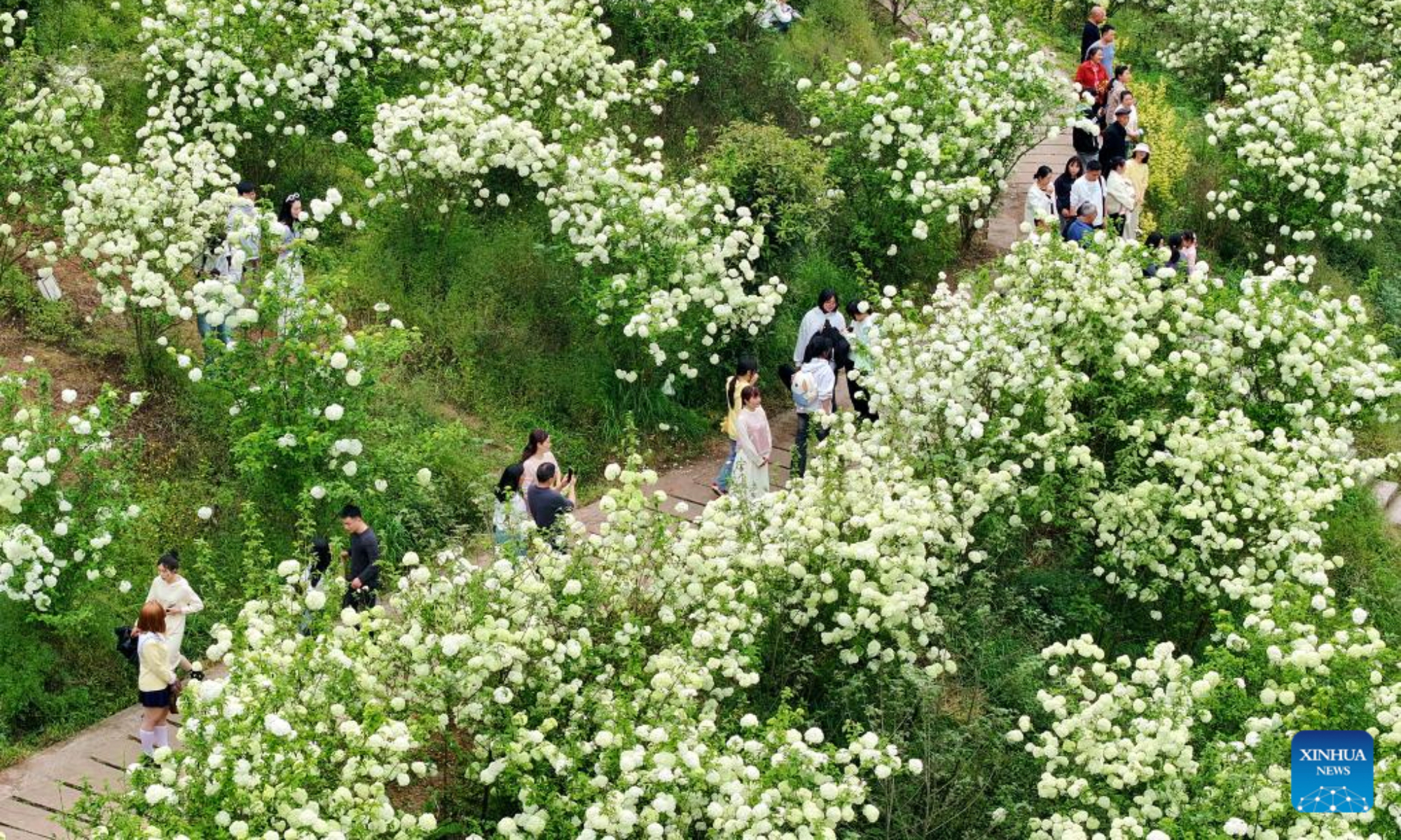 An aerial drone photo shows tourists enjoying spring view in Macun Village, Fengle Town of Luzhou City, southwest China's Sichuan Province, April 4, 2025. Qingming Festival, or Tomb-Sweeping Day, falls on April 4 this year. It is a traditional Chinese festival for people to pay tribute to the dead and worship their ancestors. The holiday also provides a short break for Chinese citizens as they engage in outdoor activities and sightseeing. (Photo by Liao Shengchun/Xinhua)