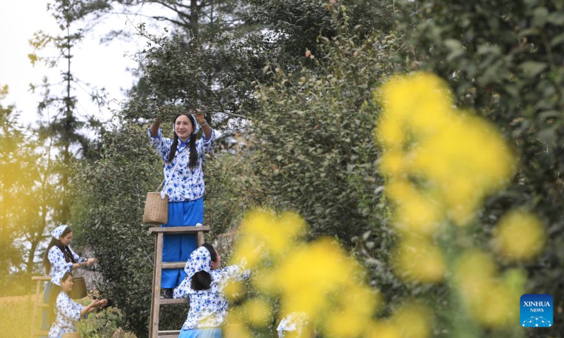 Villagers pick tea leaves from ancient tea trees in Xiushan Tujia and Miao Autonomous County, southwest China's Chongqing Municipality, April 2, 2025. Farmers were busy harvesting tea leaves shortly before the Qingming Festival to produce the Mingqian (literally
