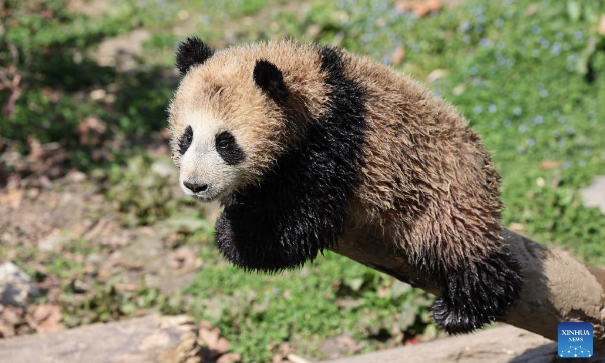 A giant panda cub has fun on a tree at the Shenshuping giant panda base of Wolong National Nature Reserve in southwest China's Sichuan Province, March 27, 2025. Giant pandas living at the base bathe in the sunshine and enjoy their leisurely life in the springtime. (Xinhua/Meng Tao)