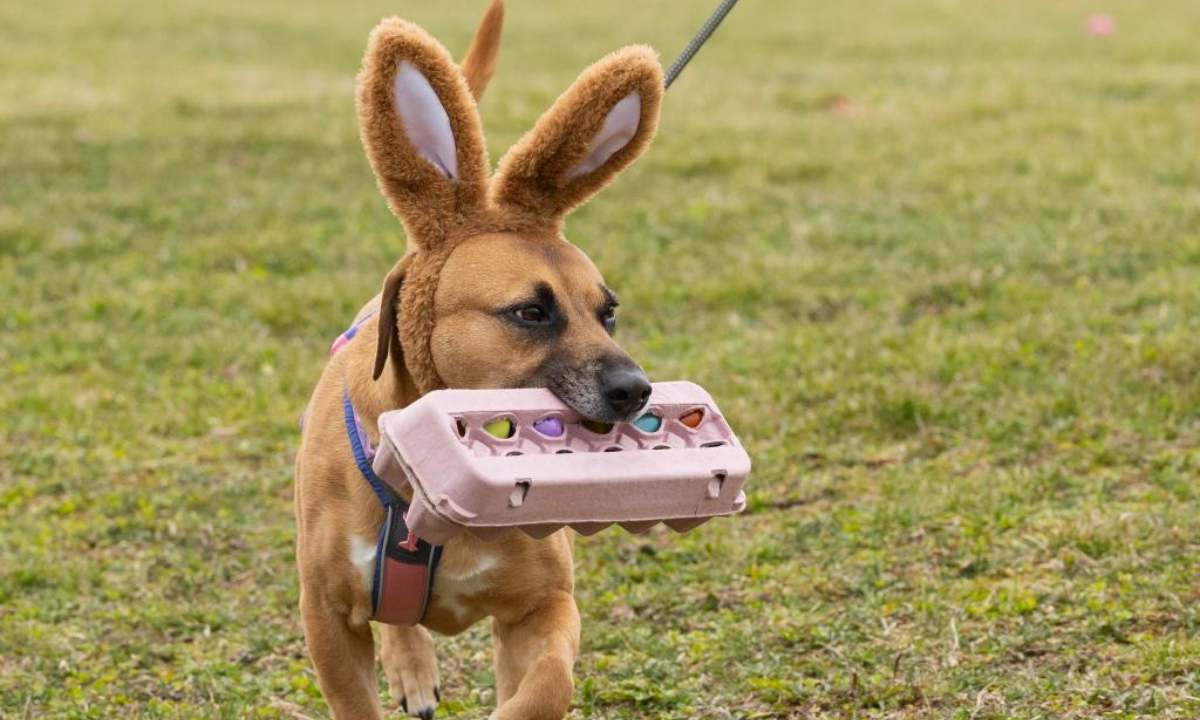 A pet dog with a bunny ear decoration bites a carton of eggs during the 2025 Easter Egg Hunt for Dogs in Hamilton, Ontario, Canada, on April 18, 2025. (Photo：Xinhua)