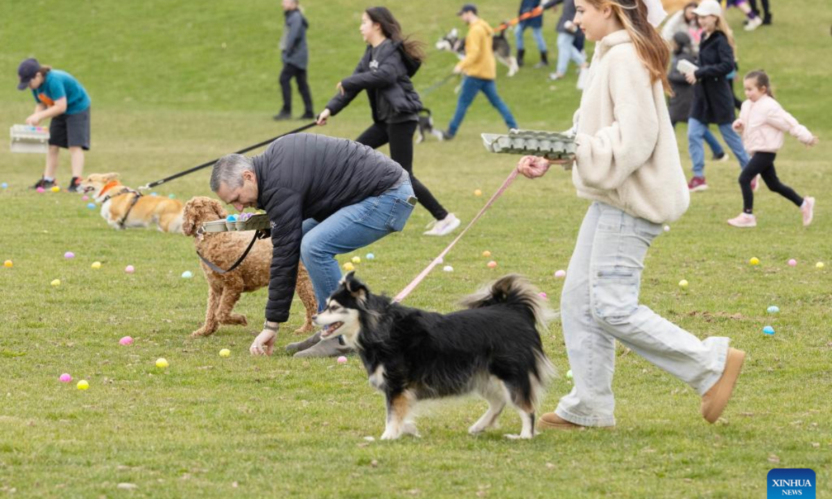 Pet dogs search for eggs with owners during the 2025 Easter Egg Hunt for Dogs in Hamilton, Ontario, Canada, on April 18, 2025. (Photo：Xinhua)