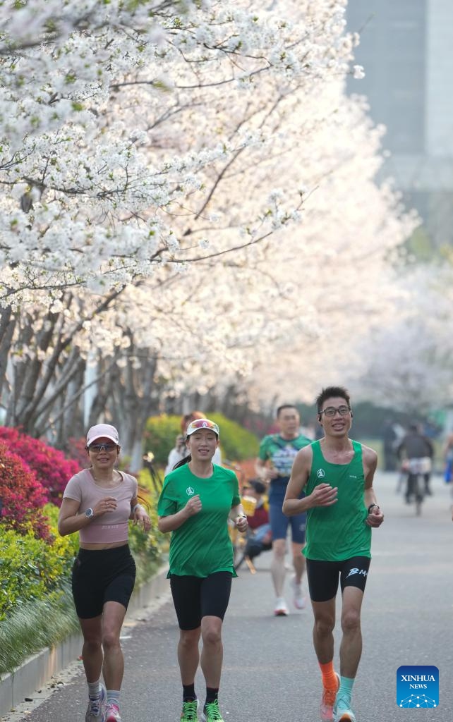 People run past blooming cherry blossoms in Hangzhou, east China's Zhejiang Province, March 26, 2025. More than 3,000 cherry trees are in full bloom currently along Wentao Road in Binjiang District of Hangzhou, becoming a new attraction of the city. (Photo: Xinhua)