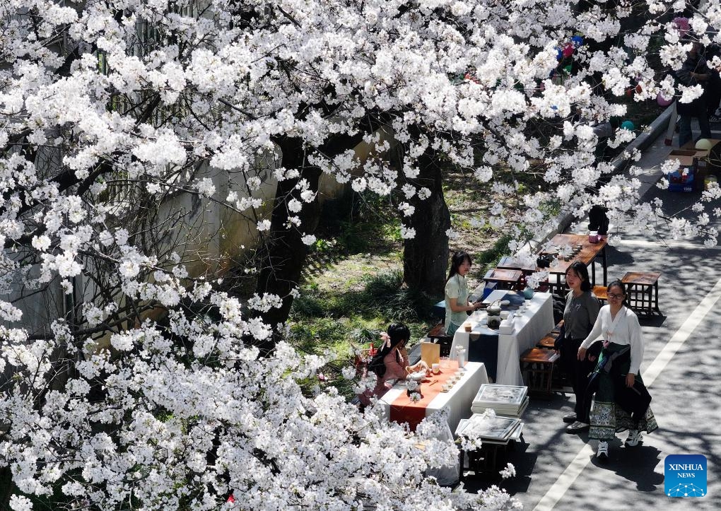 A drone photo taken on March 24, 2025 shows tea stalls under blooming cherry trees at a campus of Dongyang Vocational Education Center School in Dongyang City, east China's Zhejiang Province. In Zhejiang Province, as the temperature rises, people go out of their homes to enjoy the blossoms in the spring time, showing a lifestyle in harmony with nature. (Photo: Xinhua)