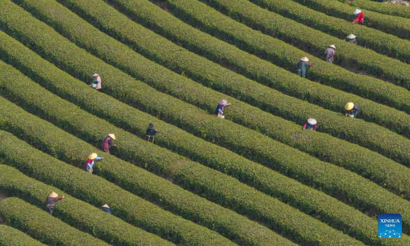 An aerial drone photo taken on April 3, 2025 shows farmers picking tea leaves at a tea base in Wuhu, east China's Anhui Province. Farmers were busy harvesting tea leaves shortly before the Qingming Festival to produce the Mingqian (literally