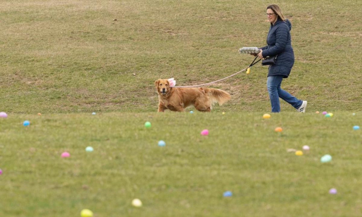 A pet dog searches for eggs with its owner during the 2025 Easter Egg Hunt for Dogs in Hamilton, Ontario, Canada, on April 18, 2025. (Photo：Xinhua)