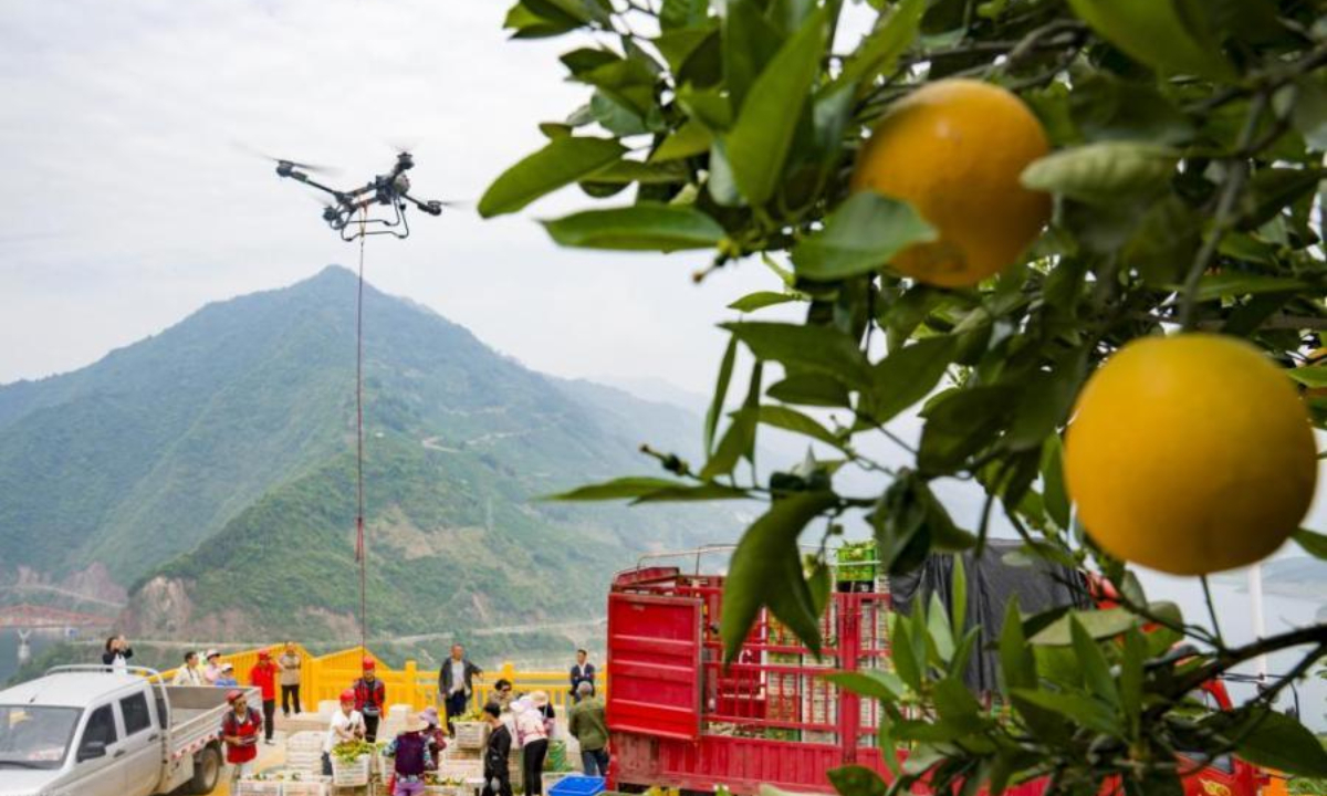 Drones transport navel oranges at a farmland in Zigui, central China's Hubei Province. Photo: China News Service