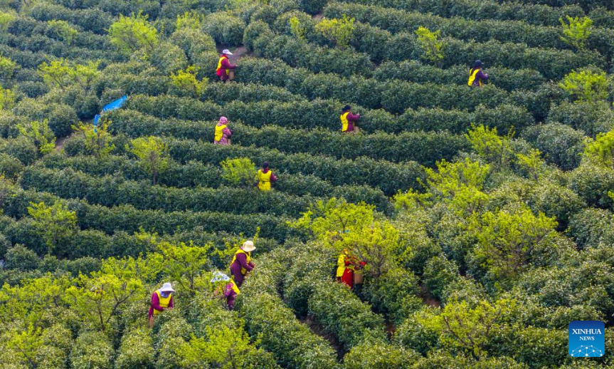 An aerial drone photo taken on April 3, 2025 shows farmers picking tea leaves at a tea base in Wuhu, east China's Anhui Province. Farmers were busy harvesting tea leaves shortly before the Qingming Festival to produce the Mingqian (literally