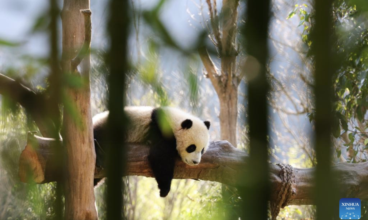 A giant panda cub rests on a tree at the Shenshuping giant panda base of Wolong National Nature Reserve in southwest China's Sichuan Province, March 27, 2025. Giant pandas living at the base bathe in the sunshine and enjoy their leisurely life in the springtime. (Xinhua/Meng Tao)