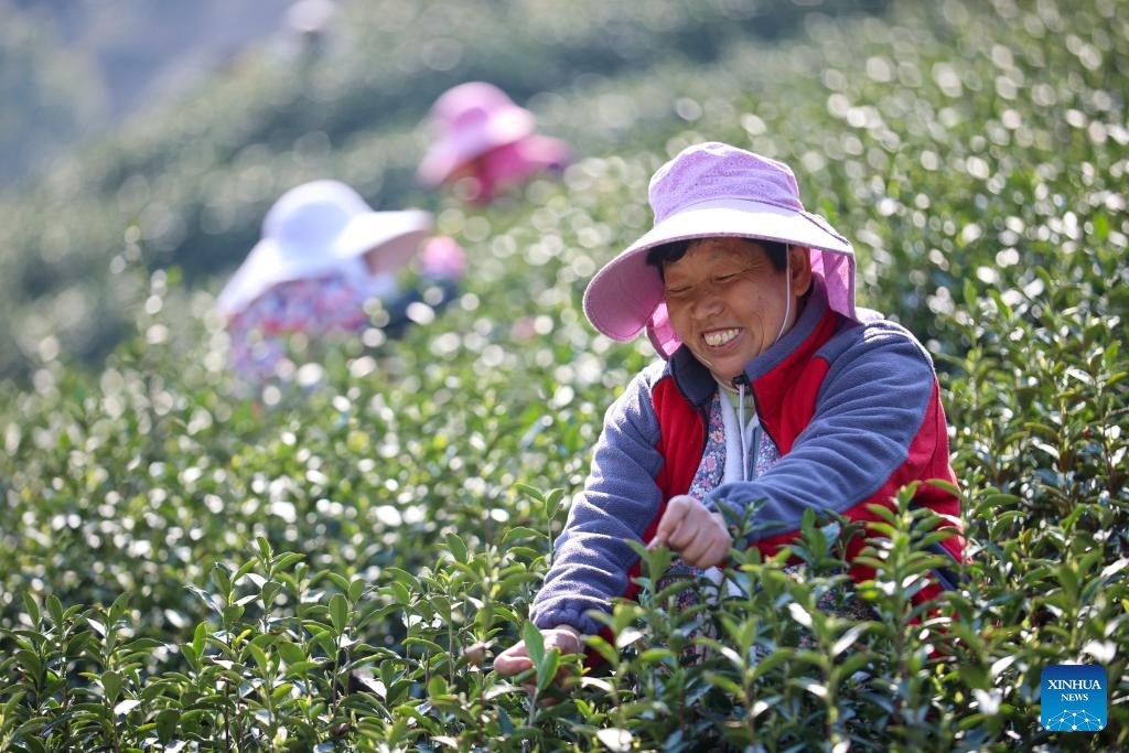 Farmers pick tea leaves at a farm in Daixi Town, Wuxing District of Huzhou, east China's Zhejiang Province, March 20, 2025. Harvest season of the spring tea has arrived in Zhejiang, one of the major tea-growing areas in China. Farmers are busy harvesting tea leaves ahead of the Qingming Festival to produce the Mingqian (literally pre-Qingming) tea, which are made of the very first tea sprouts in spring and considered to be of high quality. (Photo: Xinhua)