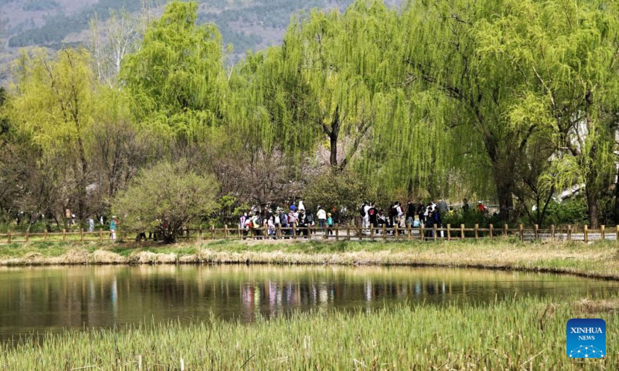 Tourists enjoy the spring view at China National Botanical Garden in Beijing, capital of China, April 4, 2025. Qingming Festival, or Tomb-Sweeping Day, falls on April 4 this year. It is a traditional Chinese festival for people to pay tribute to the dead and worship their ancestors. The holiday also provides a short break for Chinese citizens as they engage in outdoor activities and sightseeing. (Xinhua/Li Xin)